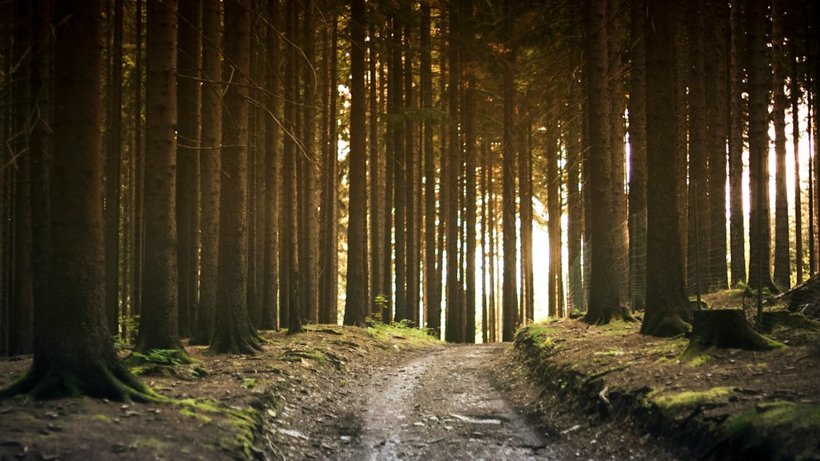 Dense forest road cutting through tall pines, the kind of route covered by USFS motor vehicle use maps