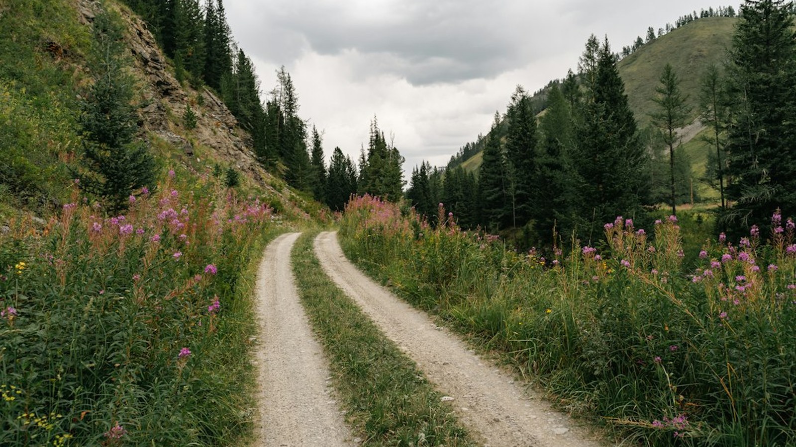 A remote dirt-and-gravel mountain backroad winding through a wildflower valley