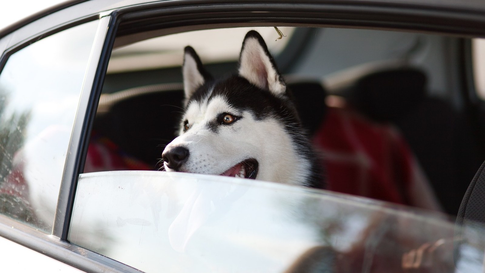 A happy dog rides in a vehicle with its head out the window, ears back in the wind, on the way to the trail.