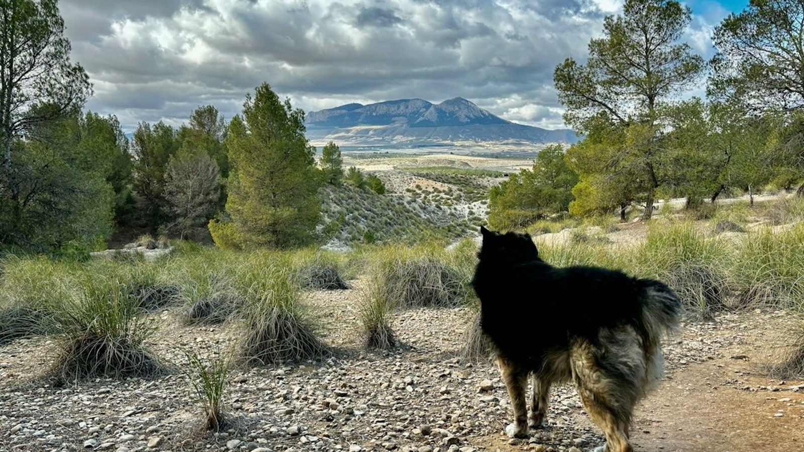 A dog stands on rocky desert terrain with mountains behind, the kind of surface that can be brutal on unprotected paws.