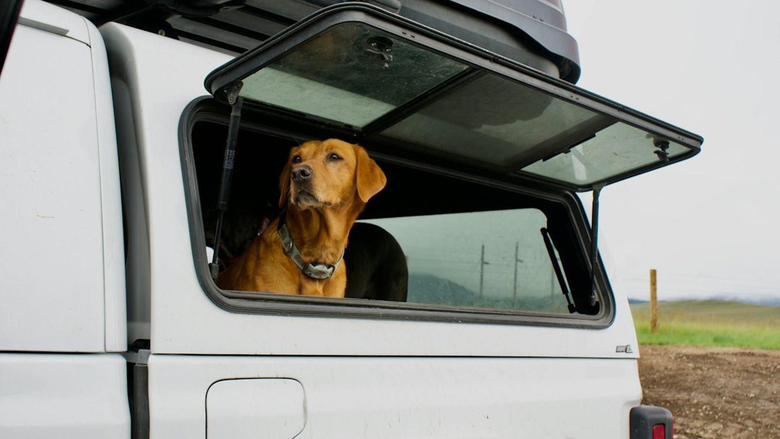 A dog rides inside a truck with a canopy and roof cargo box, looking out the window on the way to the trail.