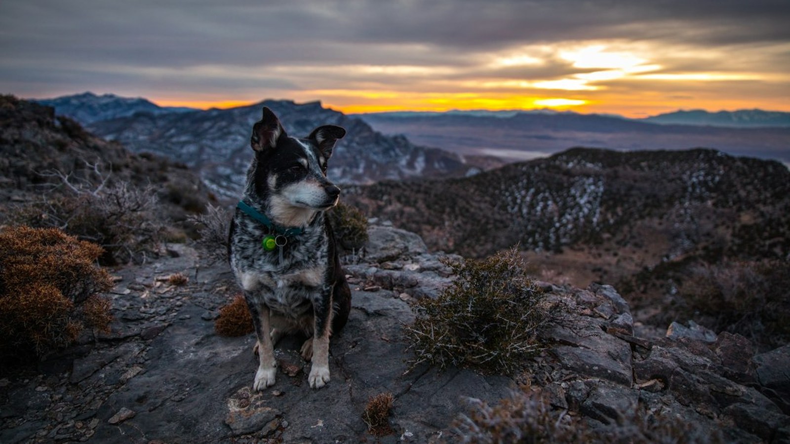 A dog sits on a rugged desert ridge at sunset, exactly the kind of wild country that welcomes dogs.