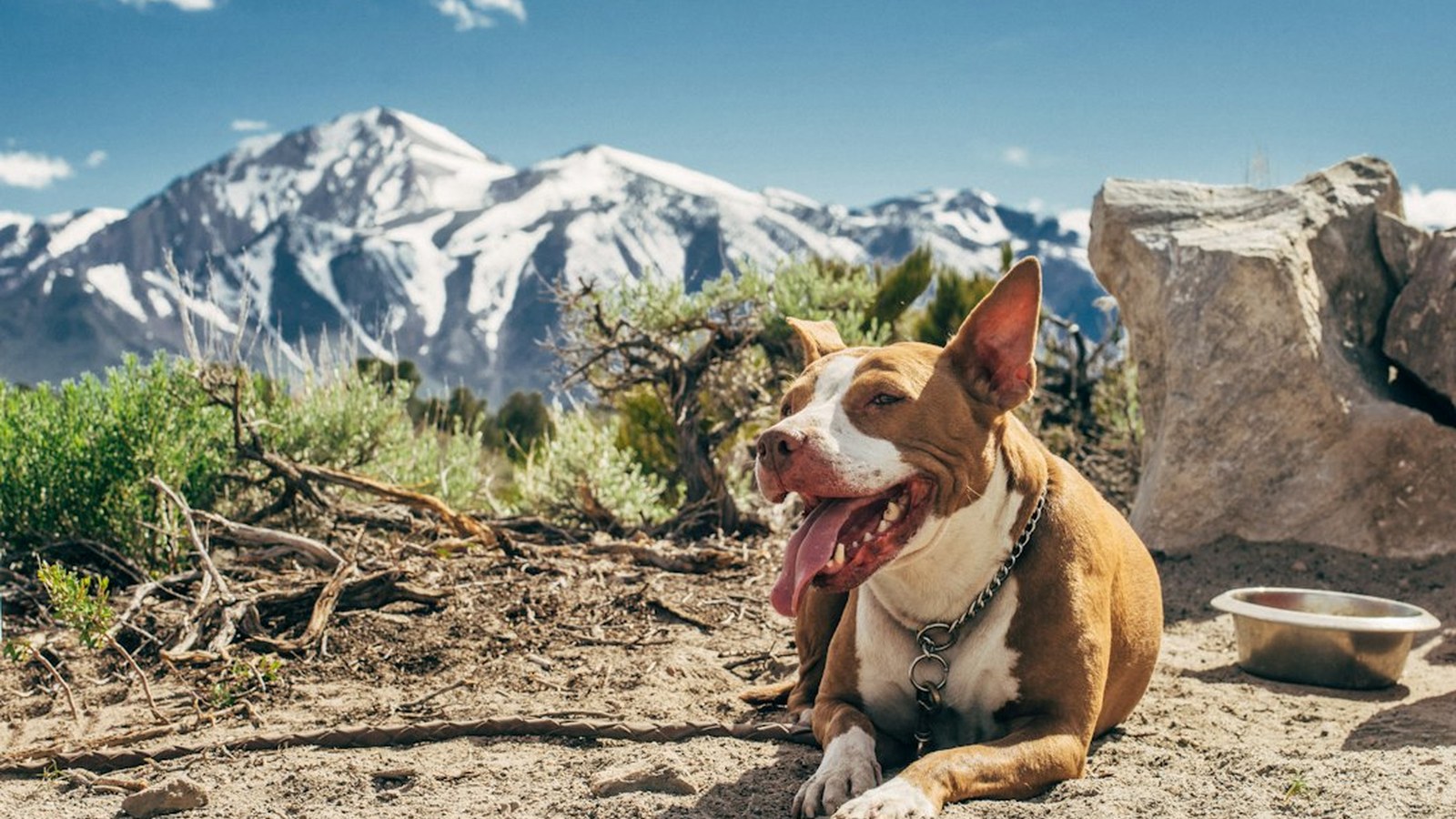A dog rests beside a stainless travel water bowl out on rugged high-country terrain.