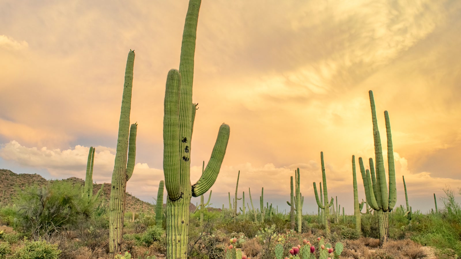 Towering saguaro cacti glowing in golden-hour light across the Sonoran desert near Table Mesa, Arizona