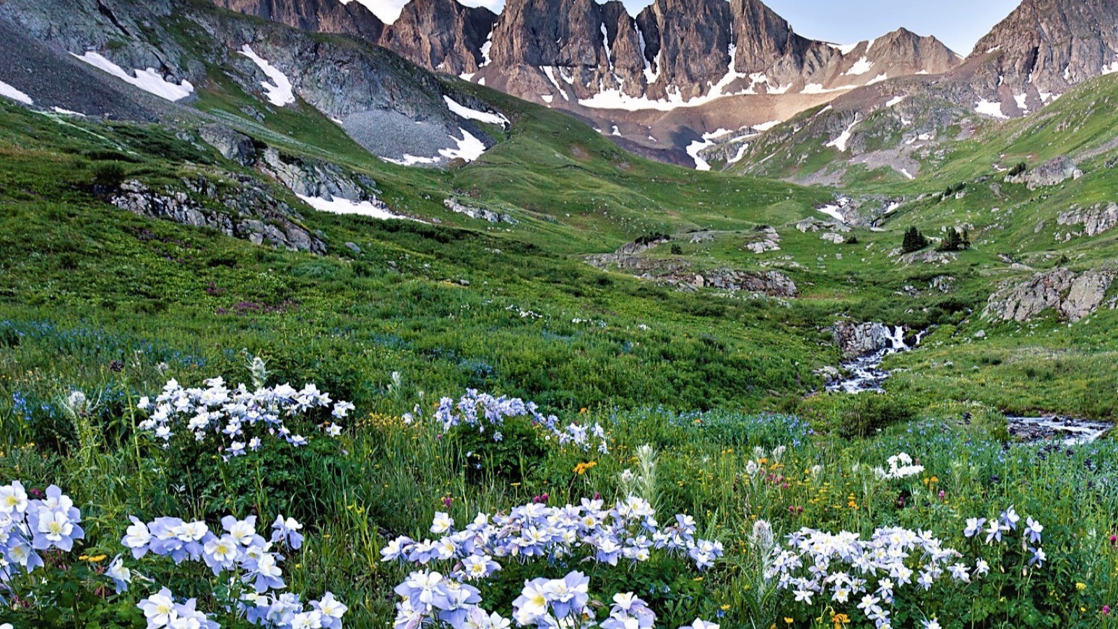 Columbine and alpine wildflowers blanketing American Basin below Cinnamon Pass in midsummer