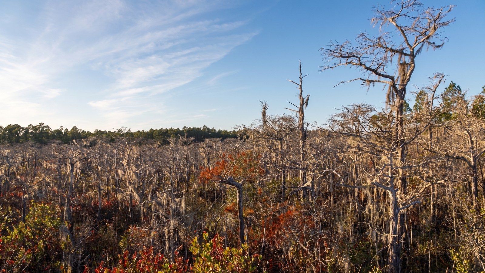 A wide flat Florida wet prairie of low dwarf cypress and bare snags stretching to a distant pine tree line under a big sky in Tate's Hell State Forest