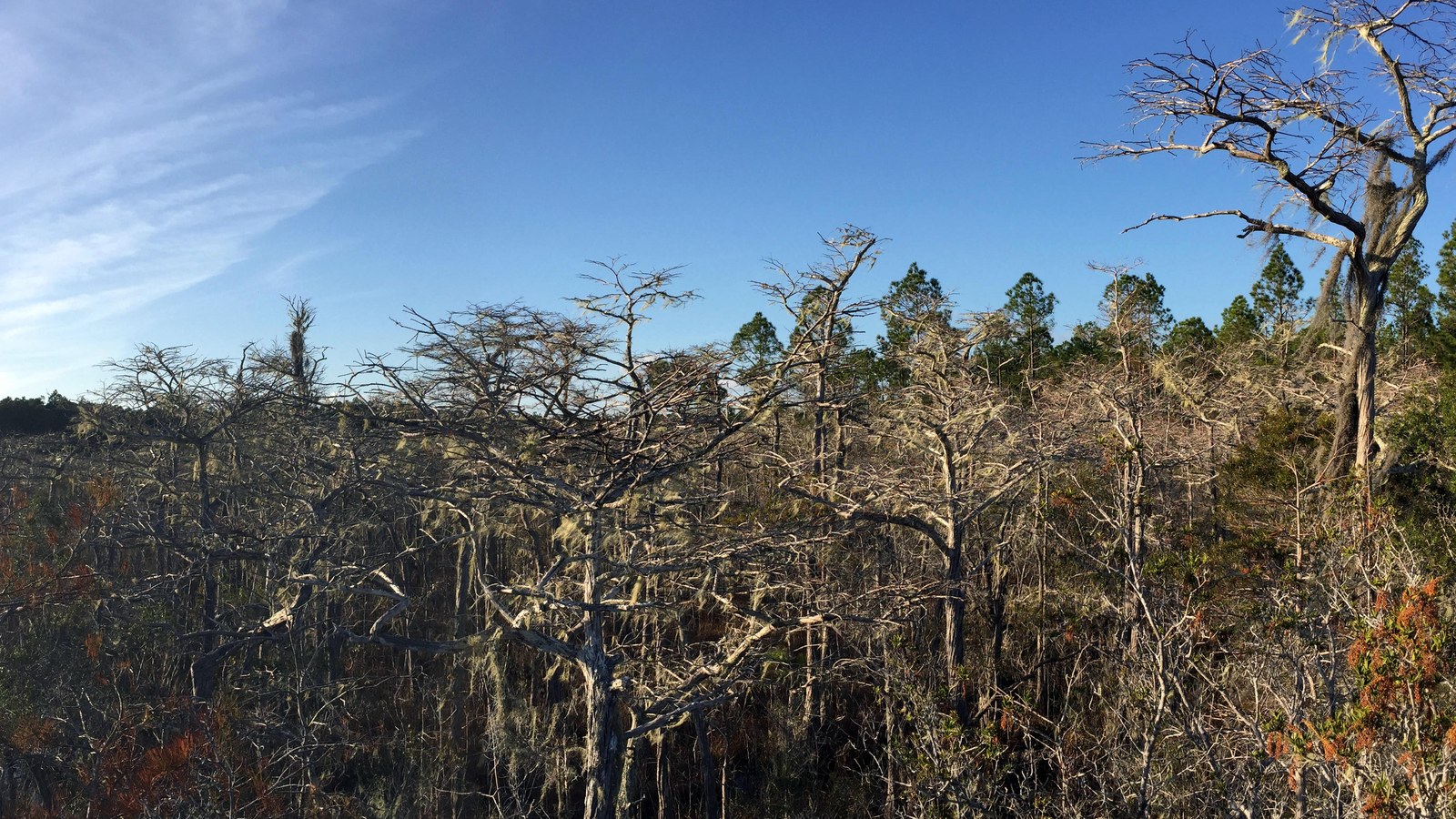 A stand of stunted dwarf cypress trees draped with Spanish moss in the Tate's Hell State Forest swamp near Carrabelle, Florida