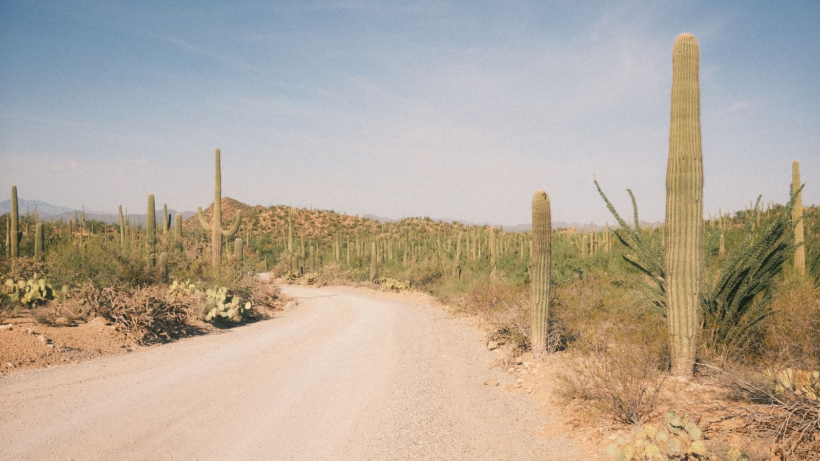 A raw dirt two-track winding through dense saguaro forest in the Sonoran Desert near the trail access.