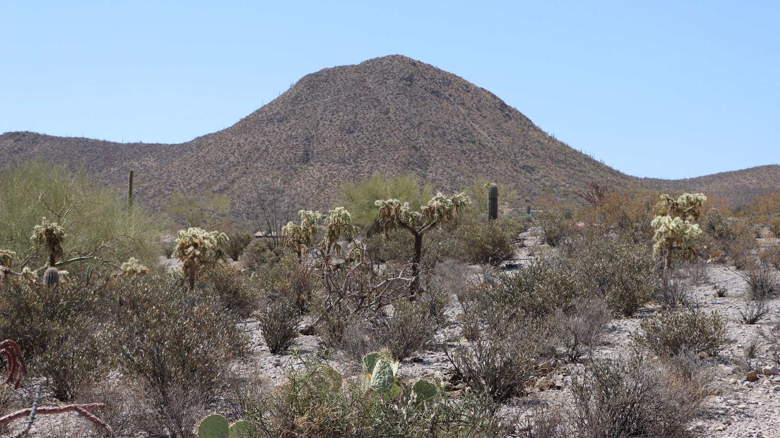 Saguaro and cholla spread across the rugged Sonoran terrain that surrounds the trail.