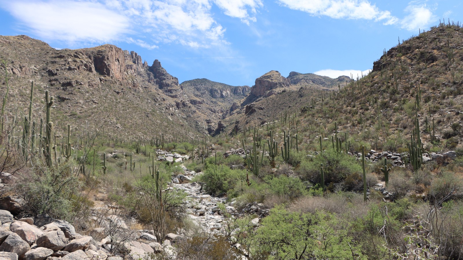 The Sonoran Desert opening into rocky, saguaro-studded country on the run toward Box Canyon.