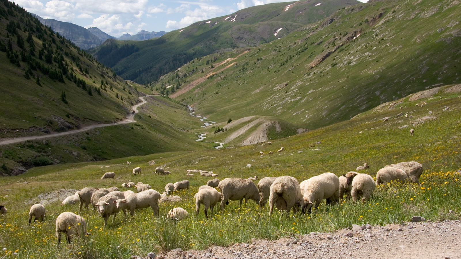 A herd of sheep grazing the wildflower tundra beside the Engineer Pass road as it winds down the Henson Creek valley