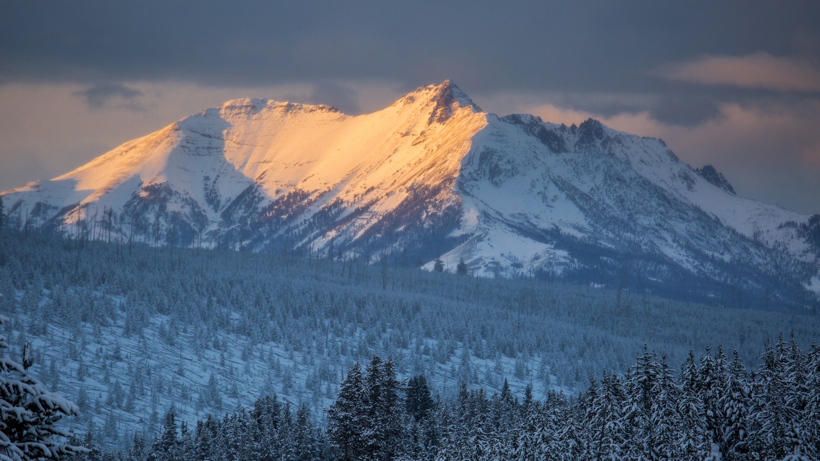 Alpenglow on the snow-capped Absaroka peaks above dense conifer forest near Gardiner, Montana