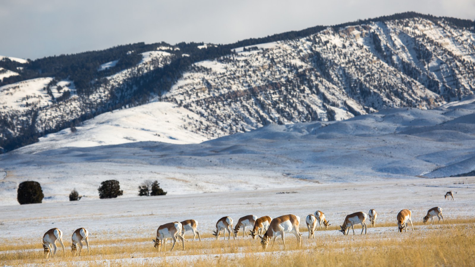 Bison moving across the open sagebrush benchland of the Gardiner Basin below the mountains near Gardiner, Montana