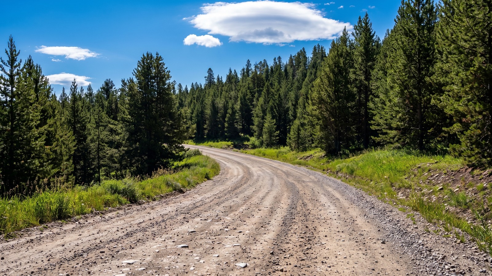 A wide dirt and gravel Forest Service road climbing and curving through dense green lodgepole pine forest under a bright blue Montana sky