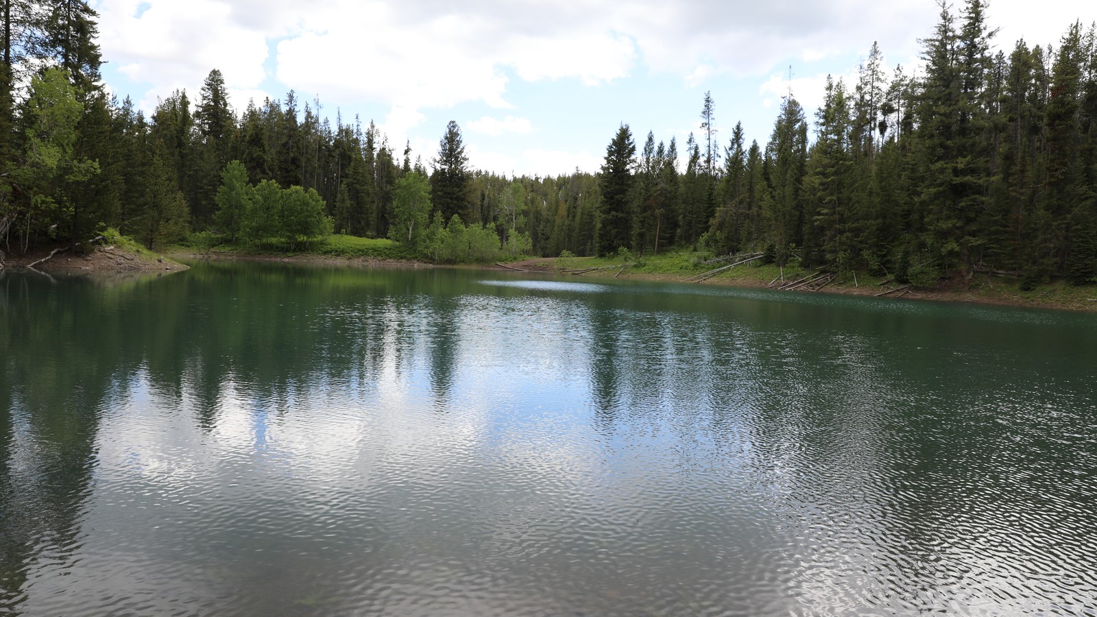 A small, quiet forest-rimmed lake with green water, conifers and aspen along the shore under a bright overcast sky