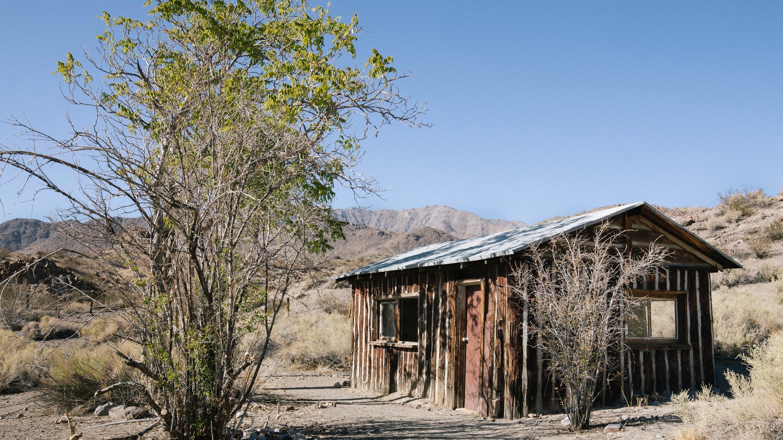 A weathered wood-plank prospector cabin with a metal roof set against desert mountains in the Panamint backcountry of Death Valley, framed by a lone tree