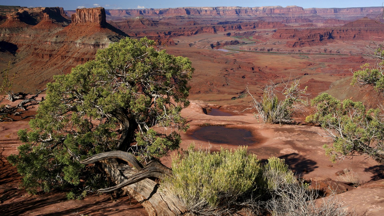 Slickrock potholes and a gnarled juniper framing the sweeping red rock canyon country around Moab, Utah