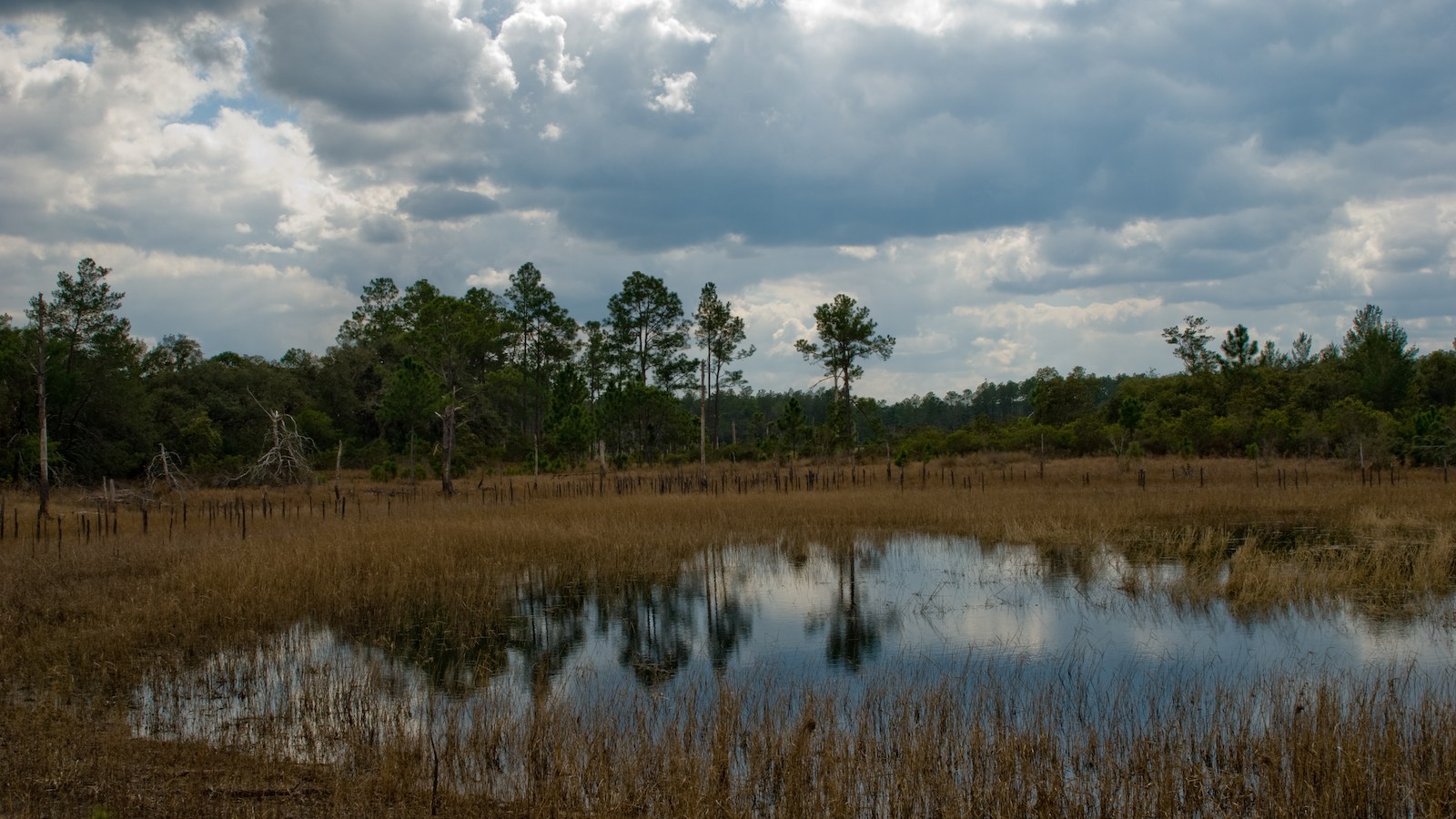 Open prairie with a seasonal pond, golden grasses, and scattered pines under a dramatic Florida sky at Farles Prairie in the Ocala National Forest