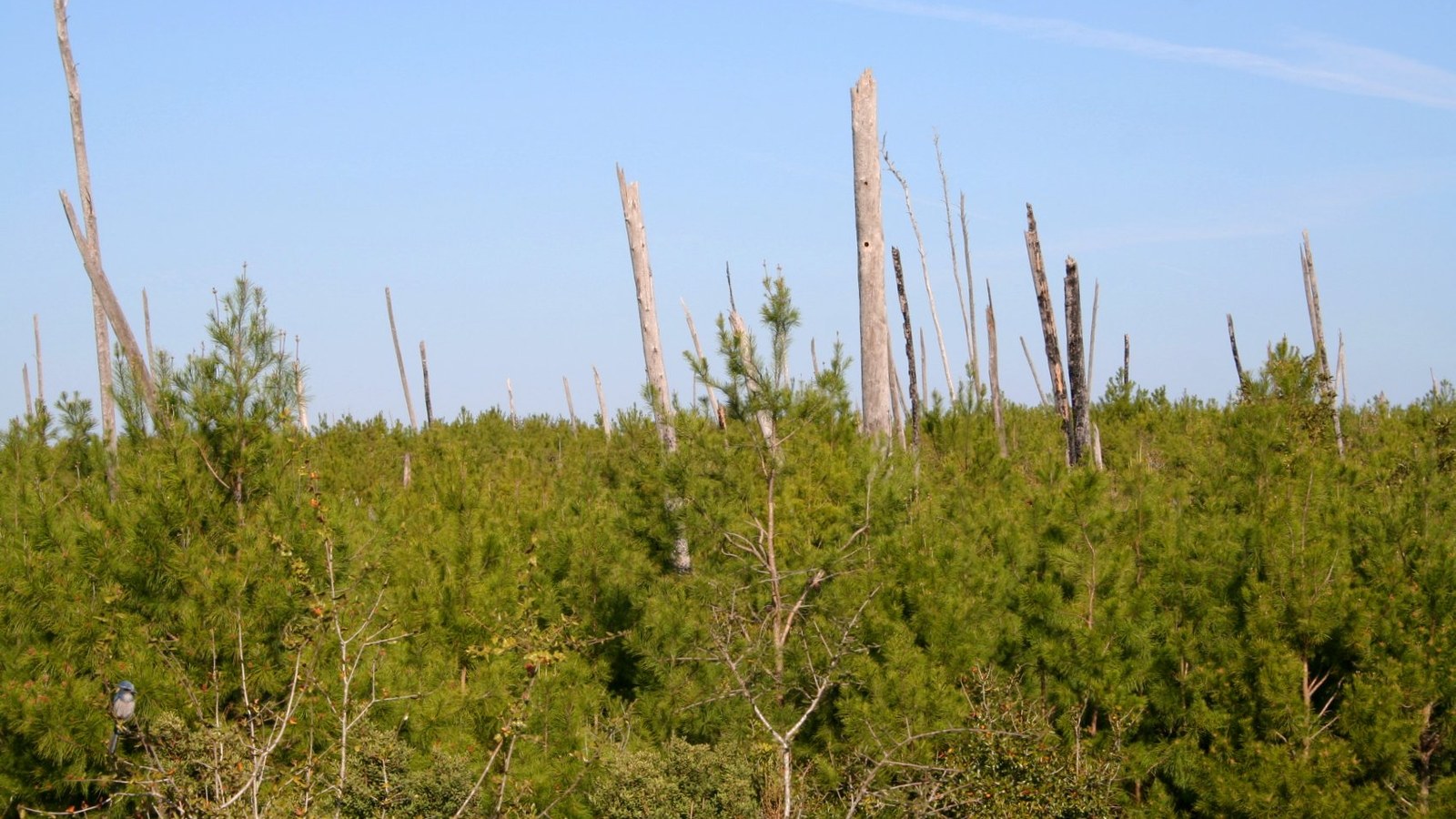 Regenerating sand pine scrub with green young pines, weathered snags, and open blue sky in the Juniper Prairie Wilderness of the Ocala National Forest