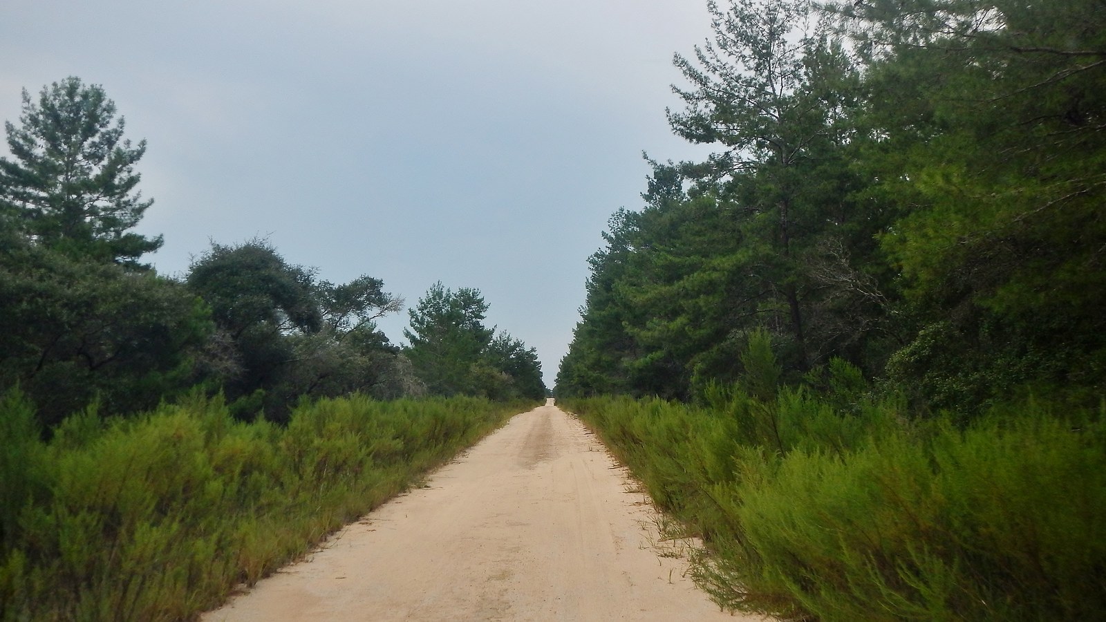 A straight, sandy two-track route receding into the pine and scrub of the Ocala National Forest, the signature surface of the trail system