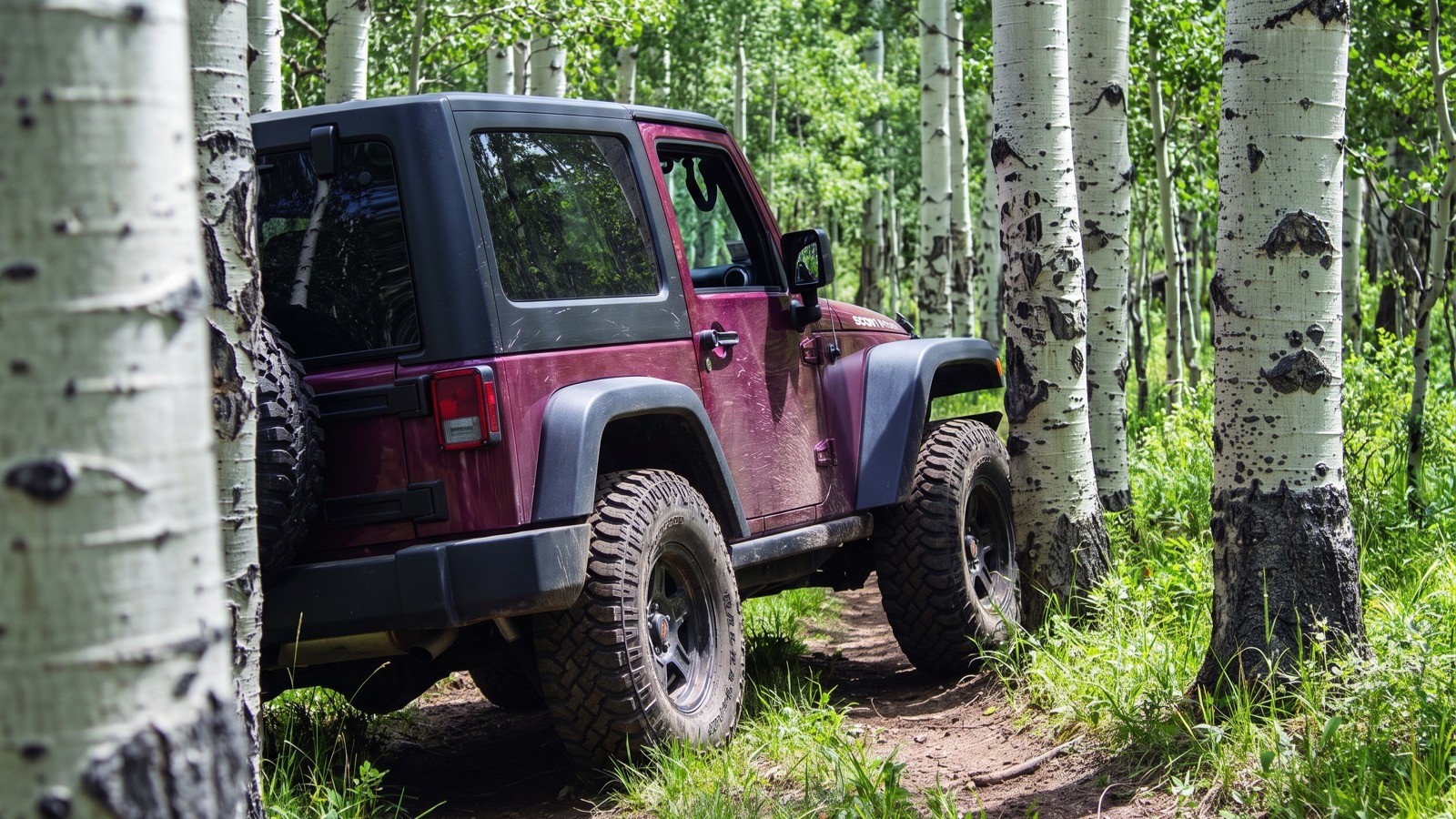 A tight, rutted dirt two-track threading through a dense stand of white-barked aspen on Slaughterhouse Gulch, a Jeep squeezing between the trunks