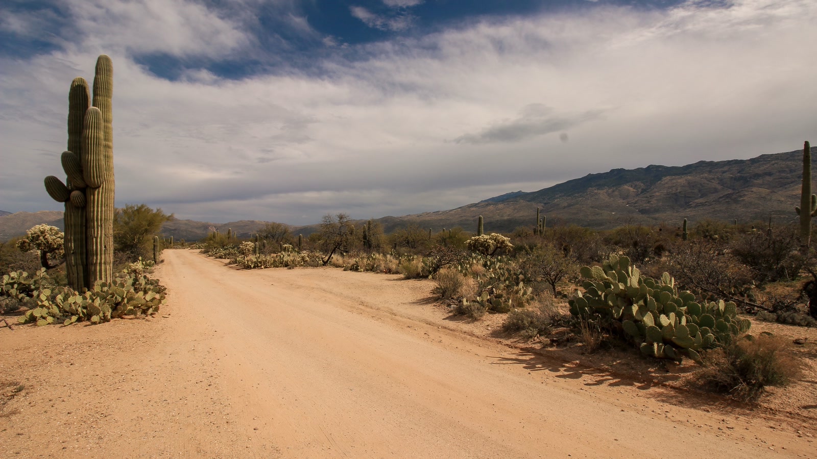A scenic dirt road winding through saguaro-filled Sonoran desert toward distant mountains
