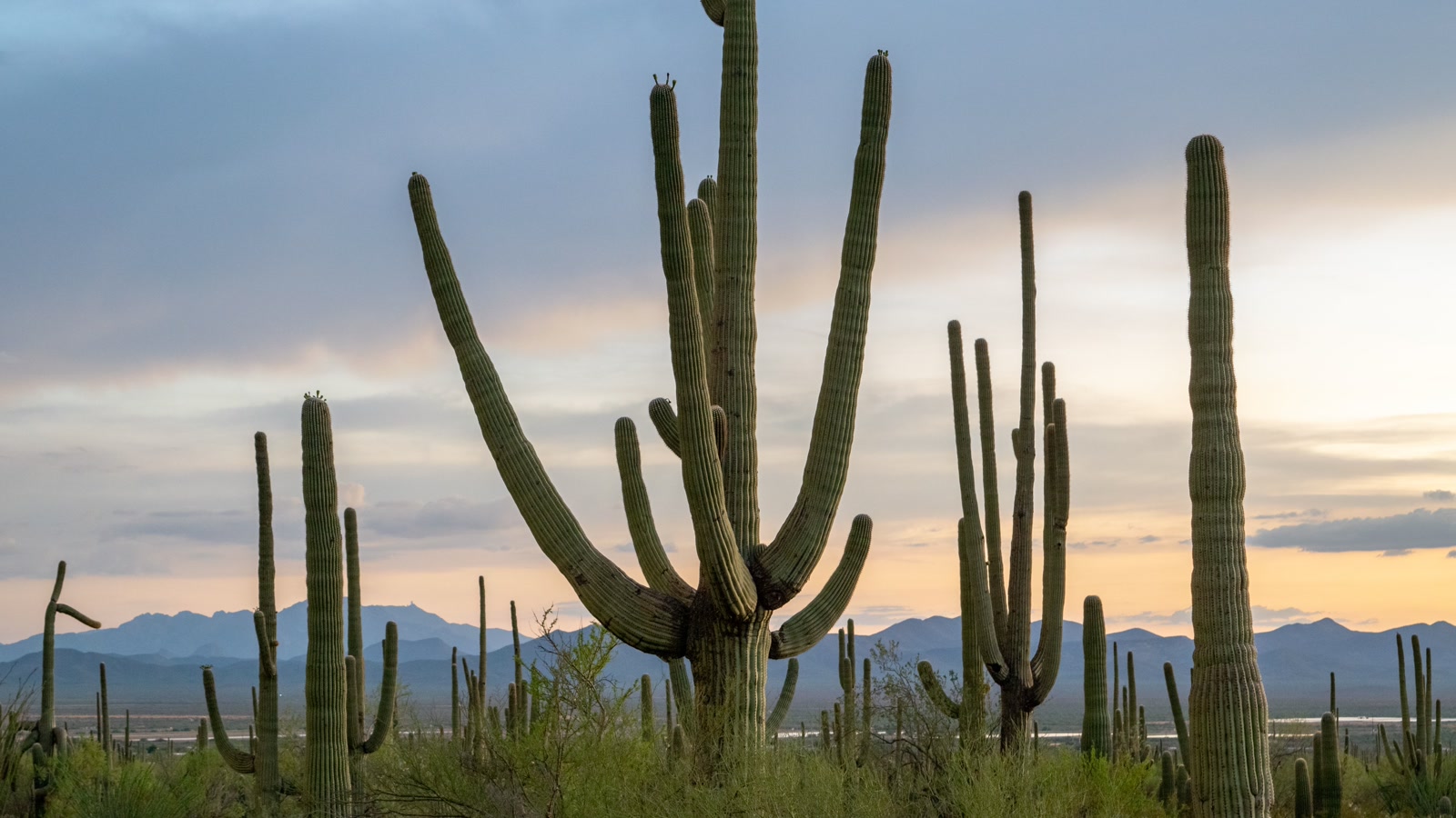 Saguaro cacti silhouetted against a warm dusk sky and layered desert mountains in the Arizona Sonoran desert